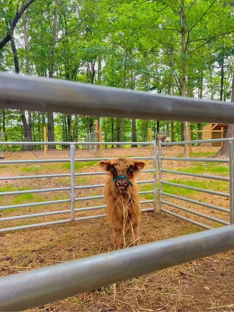 A small, furry highland calf stands behind a metal fence in an outdoor enclosure, chewing on hay. Trees and foliage are visible in the background.