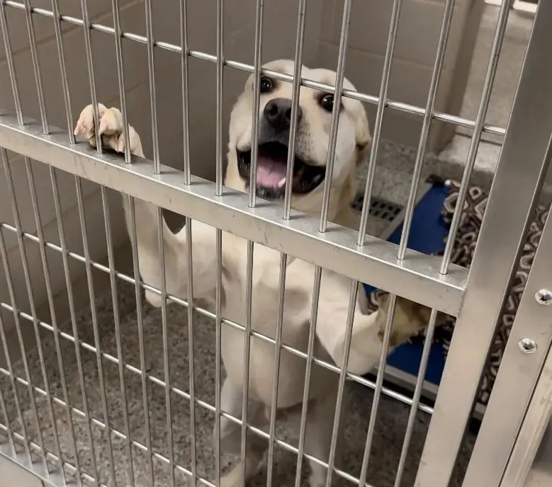 A dog stands on its hind legs behind a metal cage, looking up with an open mouth and seemingly excited expression.