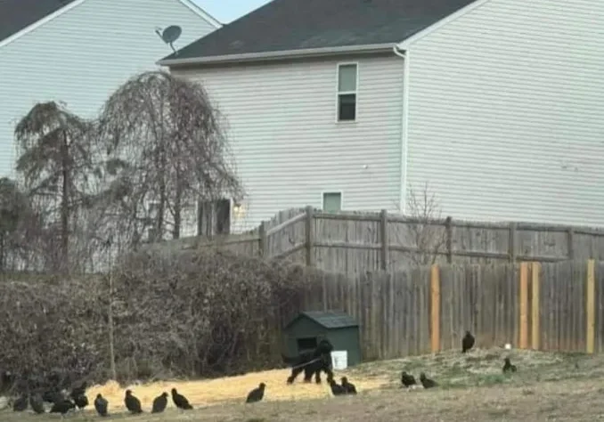 A backyard with several black birds scattered on the ground near a fenced area, with two houses in the background.