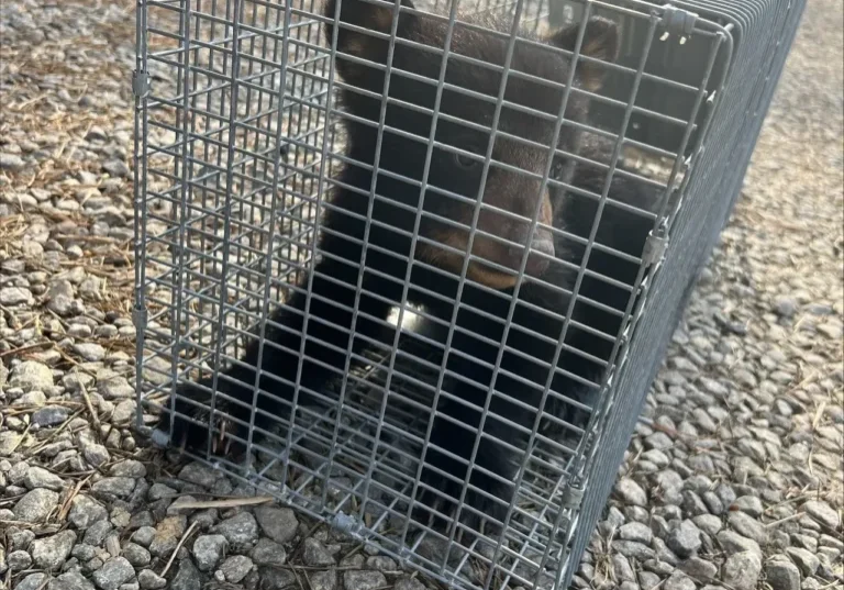 A bear in a cage on the ground.