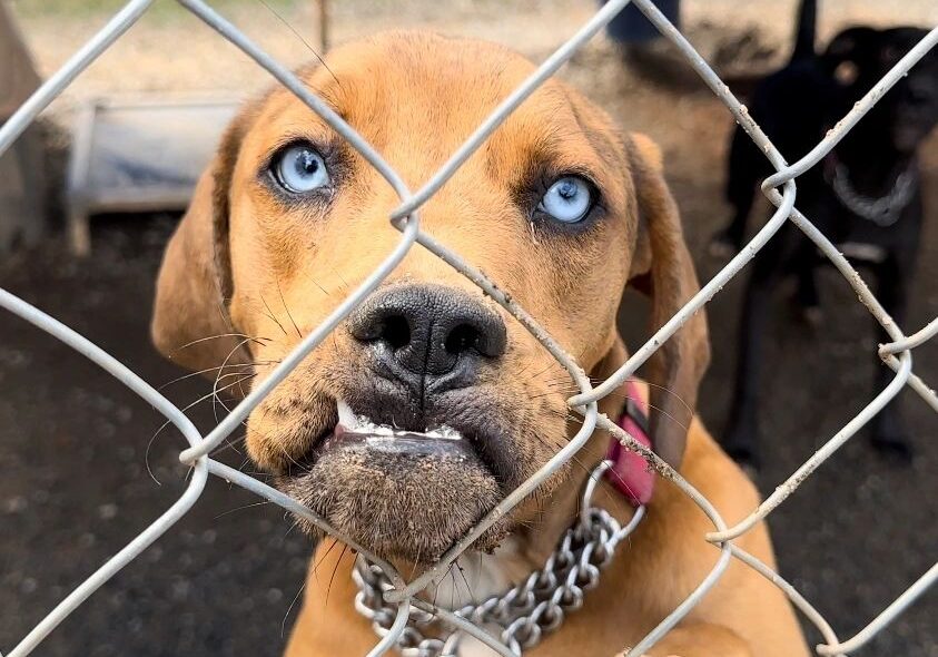 A dog with striking blue eyes and a slightly crooked lower jaw looks through a chain-link fence, wearing a chain collar. Another dog is partially visible in the background.